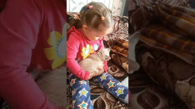 Как правильно уложить котёнка спать. смотреть онлайн