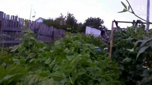 15 июля. Обзор огорода. Урожай лука.