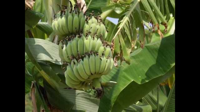 Огурцы (обучение детей в стишках) смотреть онлайн