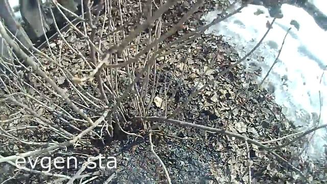 Советы бывалых дачников. Обработка растений от вредителей смотреть онлайн