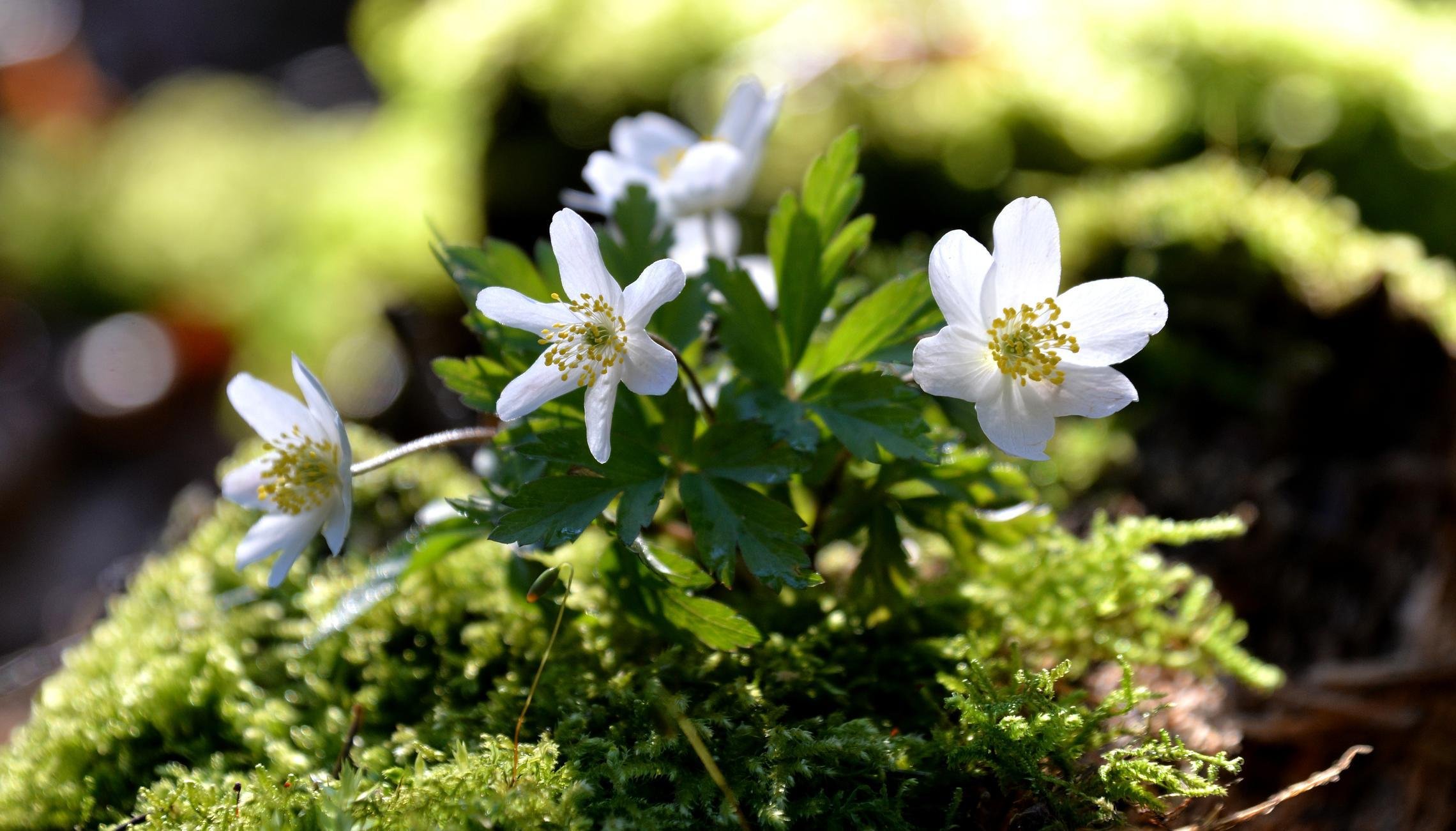 «Ветреница лесная» РЕЛАКС АРТ-ТЕРАПИЯ ИМПРОВИЗАЦИЯ композитор Виктор Анохин #musicanokhin #flowers смотреть онлайн
