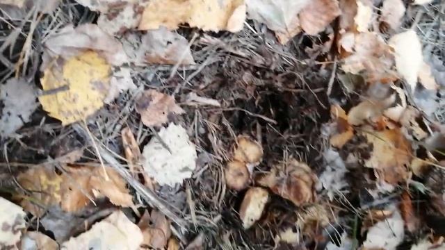 нашли с мамой свинушки грибы 6 грибов смотреть онлайн