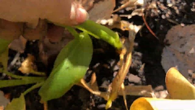 Куркума в огороде смотреть онлайн