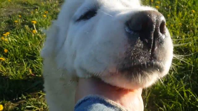 СУРДАН КАРАШ ЛОРАН (г.Москва) смотреть онлайн