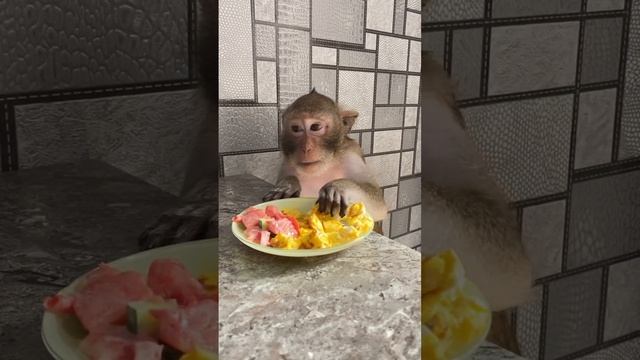 Макакин завтрак ? смотреть онлайн