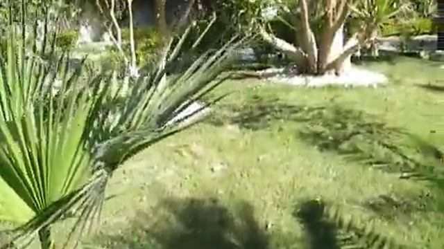 Египет Egypt Великолепный отдых в Египте на берегу Красного моря. Шарм-эль-Шейх..mp4 смотреть онлайн