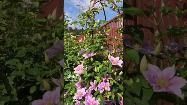 Клематис Пиилу ? 30 июня ? #garden смотреть онлайн