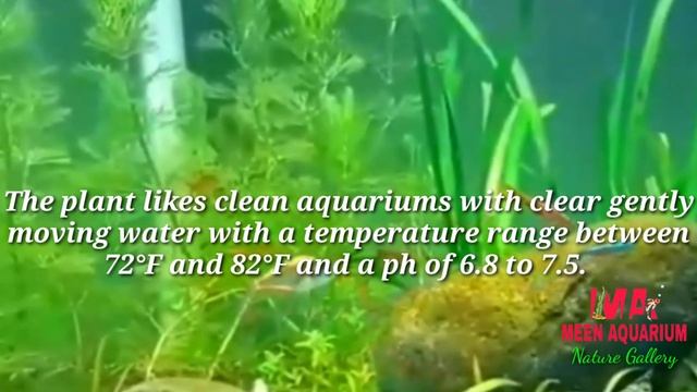 Aquarium Plant Guide | Cabomba caroliniana смотреть онлайн