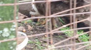 Чем я кормлю двухнедельных цыплят.