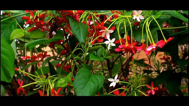 Beautiful nature (Cinematic video) смотреть онлайн