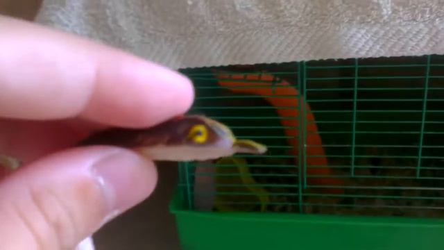 Обзор на резиновые игрушки смотреть онлайн