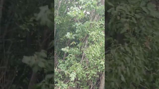 Расчистка трассы ВЛ-10 кВ Л-70р от деревьев. смотреть онлайн