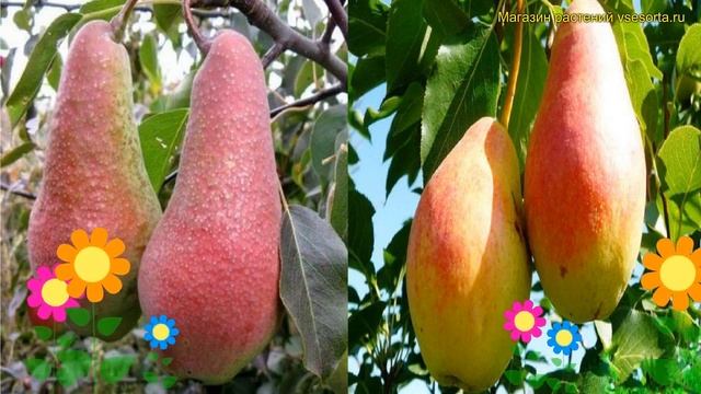 Груша обыкновенная, лекарственная. Краткий обзор, описание Pyrus яковлевская - северянка краснощека