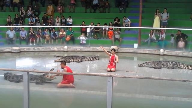 На шоу крокодилов 01.2017 смотреть онлайн