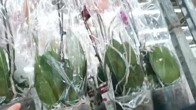 Леруа:РОСКОШНЫЙ ПРИВОЗ орхидей! 09.07.23,ТЦ "Космопорт", Самара, ул. Дыбенко, 30. смотреть онлайн