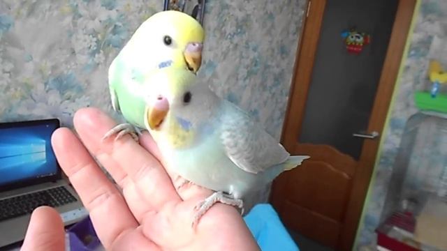 Волнистые попугайчики! Птенцы редких окрасов из гнезда, Москва. смотреть онлайн