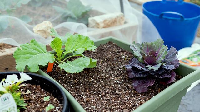 Which potting soil is the best? I tested 6 varieties in my garden, see the side by side comparison. смотреть онлайн