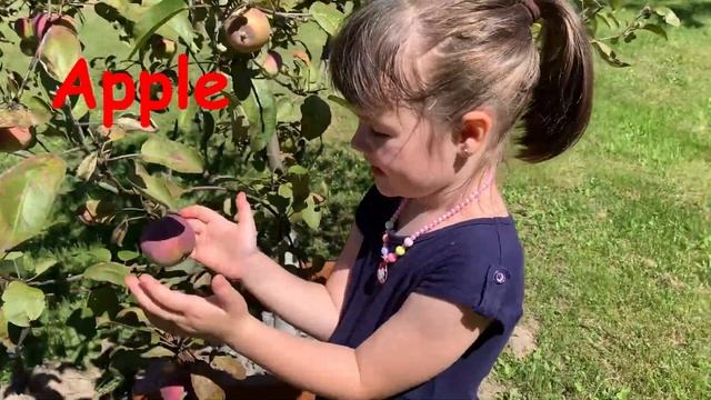 Собираем урожай на английском языке| Английский для детей смотреть онлайн