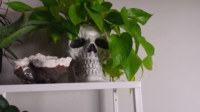 All The Best Houseplants! | My Favorite Indoor Plants Right Now WOW смотреть онлайн