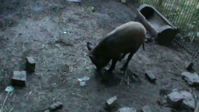 Кармал / Karmal