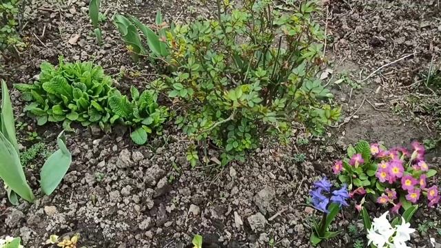 Обзор весеннего цветника! смотреть онлайн