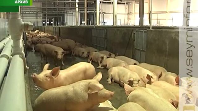 Заповеднику имени Алехина экологическая опасность не грозит смотреть онлайн