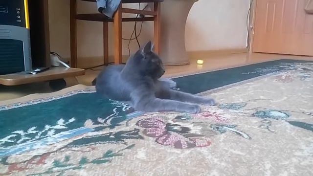 Кот разговаривает (Аристократ) смотреть онлайн