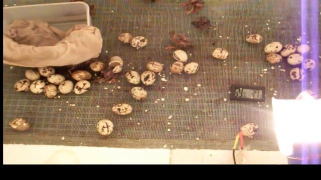 САМЫЙ ПРОСТОЙ БРУДЕР.The easiest brooders смотреть онлайн