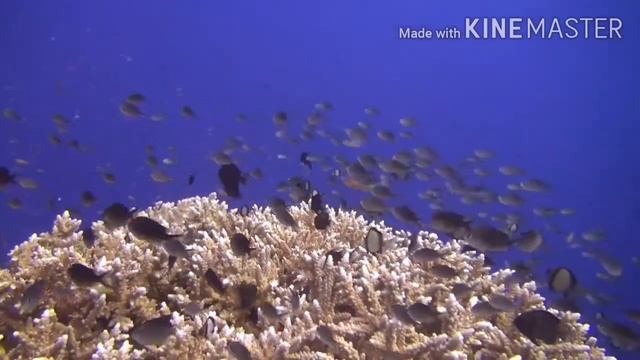 tubbataha reef.... смотреть онлайн