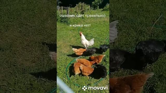 Ошейник чтобы петух не кричал и куры на свободном выгуле смотреть онлайн