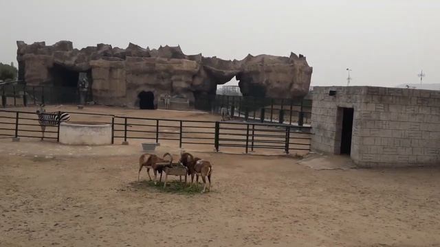 Urial | urial videos | Urial Animals in zoo | urial in United kingdom смотреть онлайн