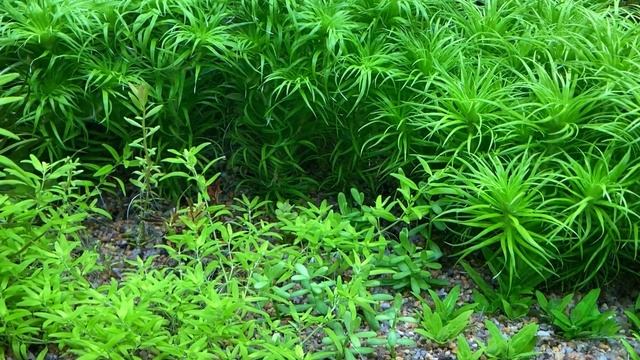 Мысли о морском аквариуме. Моряки отзовитесь. смотреть онлайн