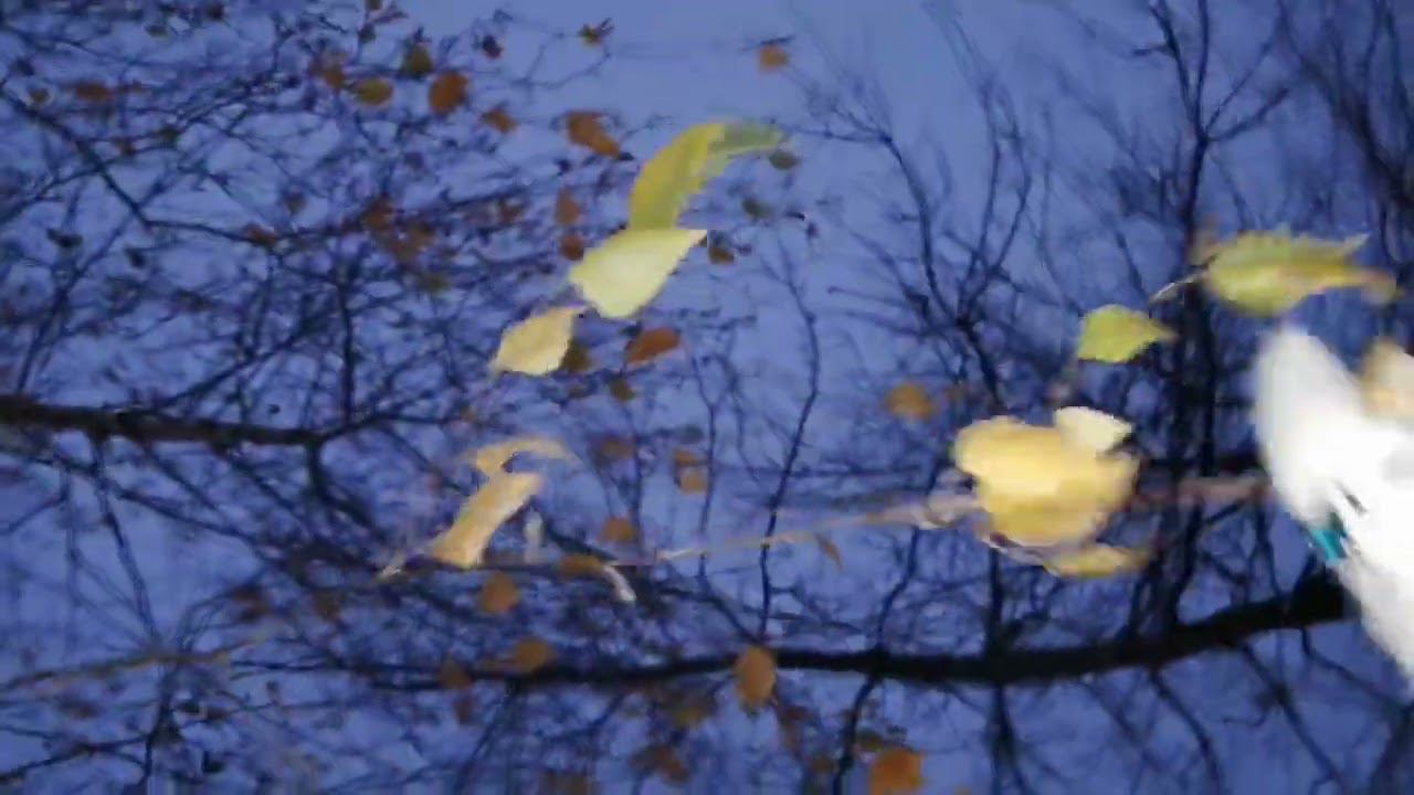 БЕЛЫЙ Белый белый СОН ✨❄️✨ смотреть онлайн