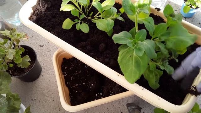 Схема высадки рассады петунии в балконный ящик смотреть онлайн