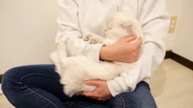 A small kitten tells something with cute eyes. смотреть онлайн