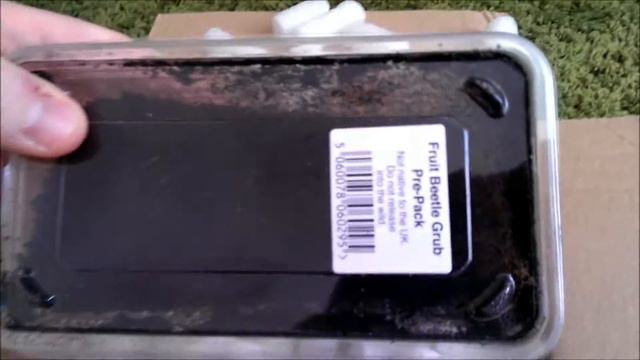 The Spider Shop review #3 Theraphosinae sp. "curzo" смотреть онлайн