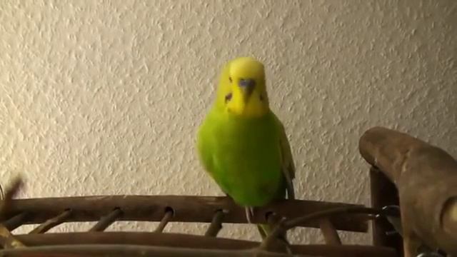 Прикол попугай читает стихи!Приколы с животными! посмотреть приколы про животных смотреть онлайн