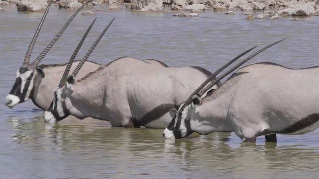Nature Film 4K Video Ultra HD: Lake Manyara National Park - Scenic Wildlife Film With Real Sounds смотреть онлайн