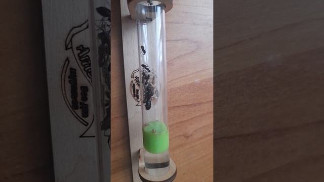 Camponotus Herculeanus (муравей-древоточец красногрудый)