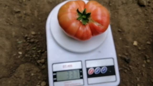 Выращивание томатов. Обзор гибридов Пинк Хит, Макан, Капонет на 10.05.21 смотреть онлайн