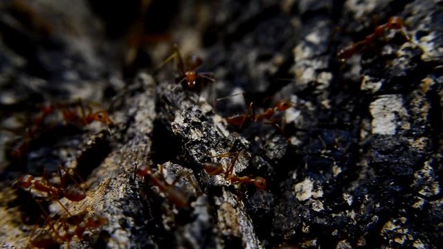 Как избавиться от муравьев на винограднике! смотреть онлайн