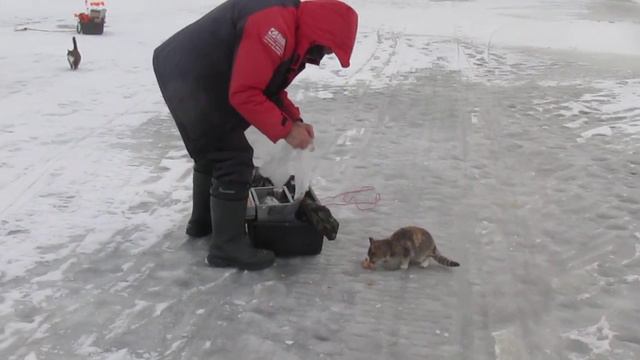 Кошачий патруль. смотреть онлайн