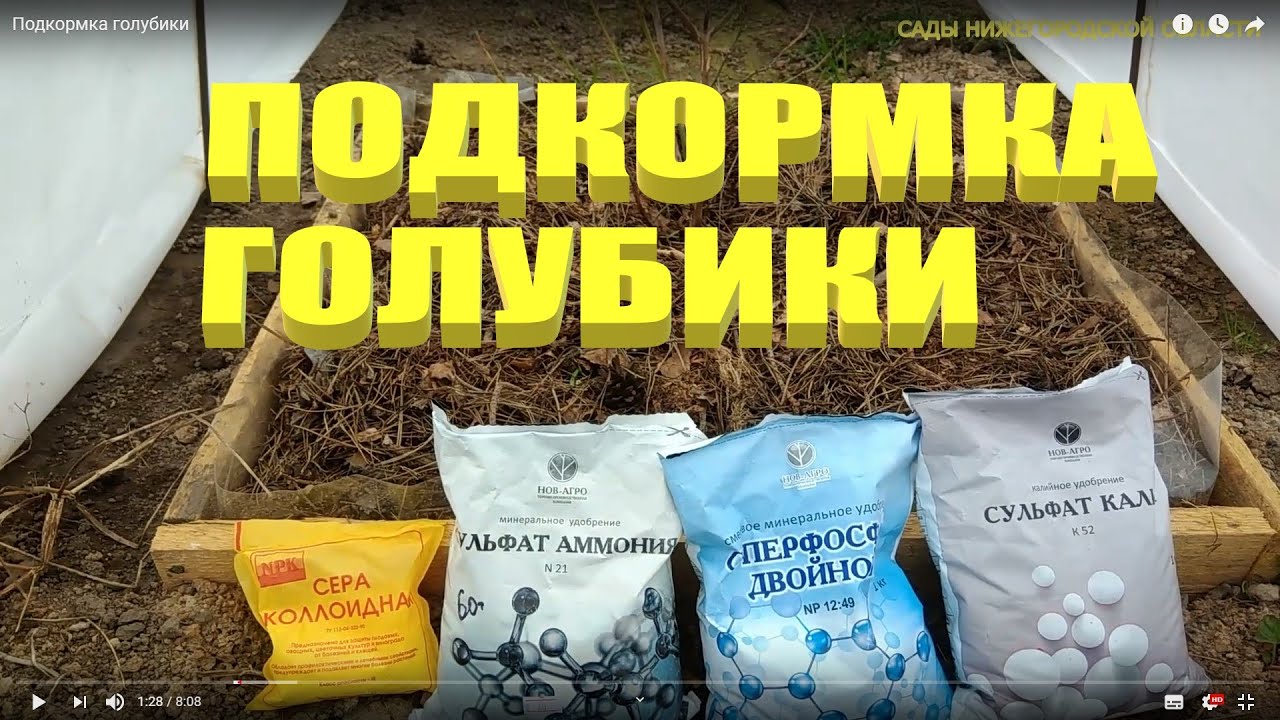 Подкормка голубики.Подкормка голубики садовой смотреть онлайн