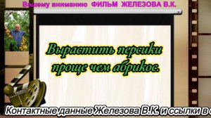 В.Железов. Вырастить персики проще чем абрикос.
