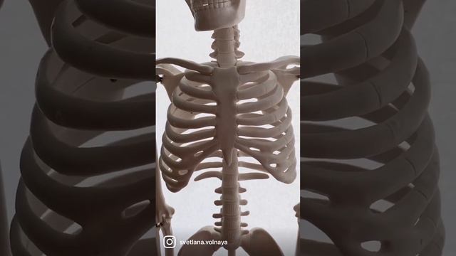 Наша защита - грудная клетка смотреть онлайн