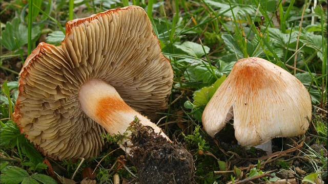 Inocybe Erubescens