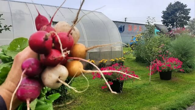 Садовый психоз и обзор семян на 2024 год!!!