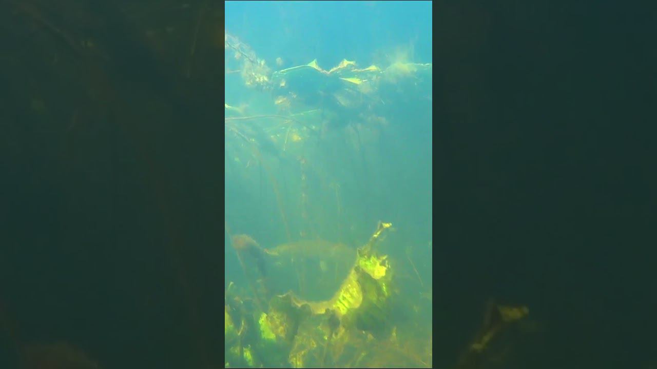 Щука позирует на камеру на подводной охоте #рыбалка #fishing #shortvideo #fishingvideo #природа смотреть онлайн