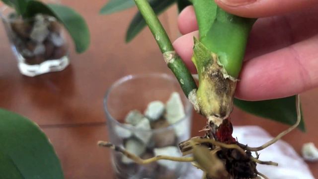 Орхидеи неделю без присмотра. Что с ними стало? смотреть онлайн