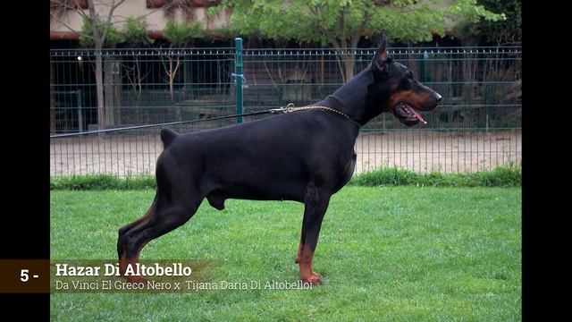 BEST EUROPEAN DOBERMANS ALIVE - TOP 10 смотреть онлайн